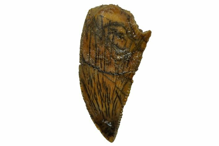 Serrated, Raptor Tooth - Real Dinosaur Tooth #255830